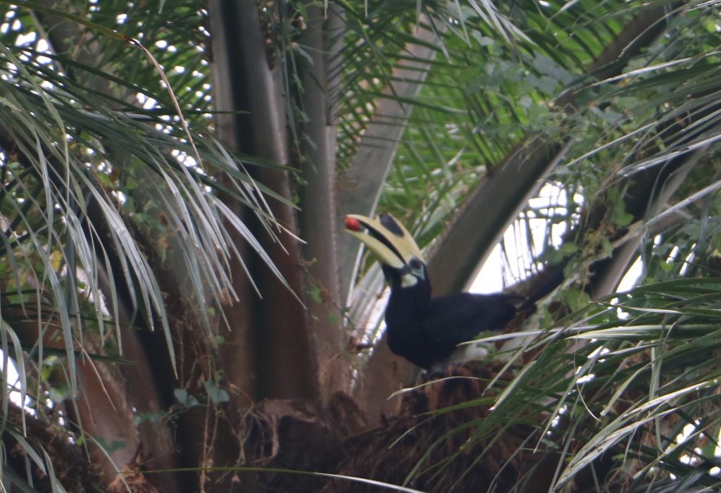 Hornbill eating dates at Kebun Baru Bird Singing Corner