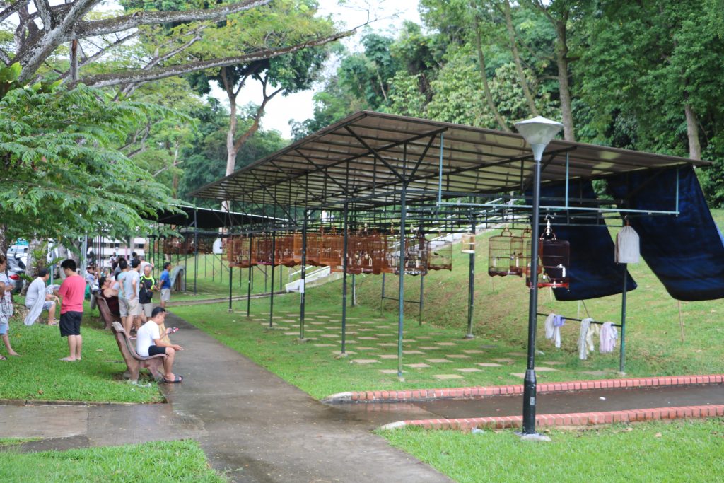 Four species of birds socialise under this roof